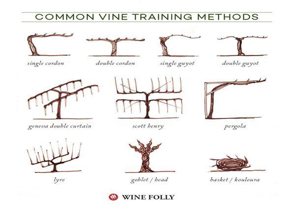 Illustrated Grape Vine Training Methods - Spades Wines & Spirits 